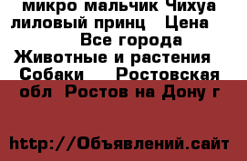 микро мальчик Чихуа лиловый принц › Цена ­ 90 - Все города Животные и растения » Собаки   . Ростовская обл.,Ростов-на-Дону г.